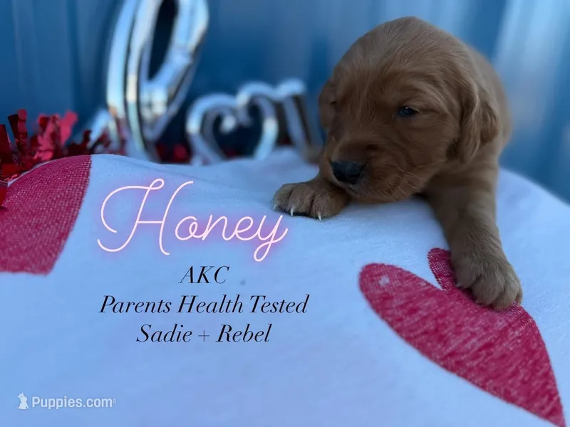 Honey- AKC parents hlth tested