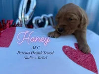 Honey- AKC parents hlth tested, a female Golden Retriever for sale in Durant, OK – Photo 1 of 4