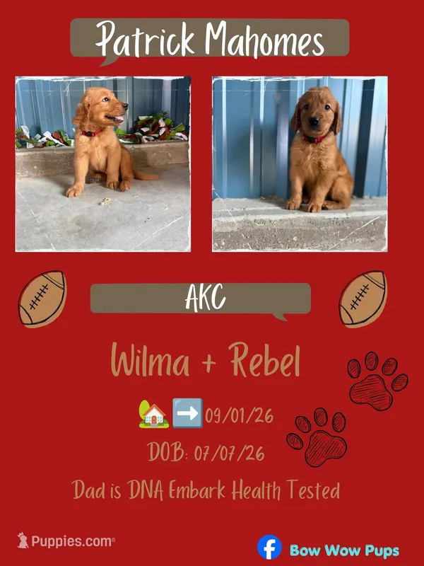 Patrick Mahomes- AKC-dad dna tested – Golden Retriever puppy for sale in Durant, OK