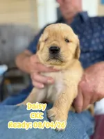 Daisy CKC, a female Golden Retriever for sale in Durant, OK – 5 of 10