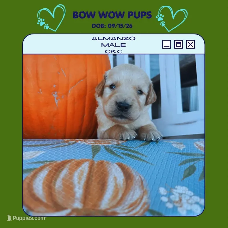 Almanzo-CKC – Golden Retriever puppy for sale in Durant, OK