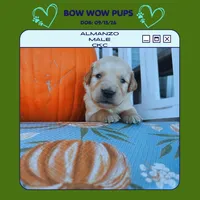 Almanzo-CKC, a male Golden Retriever for sale in Durant, OK – 1 of 2