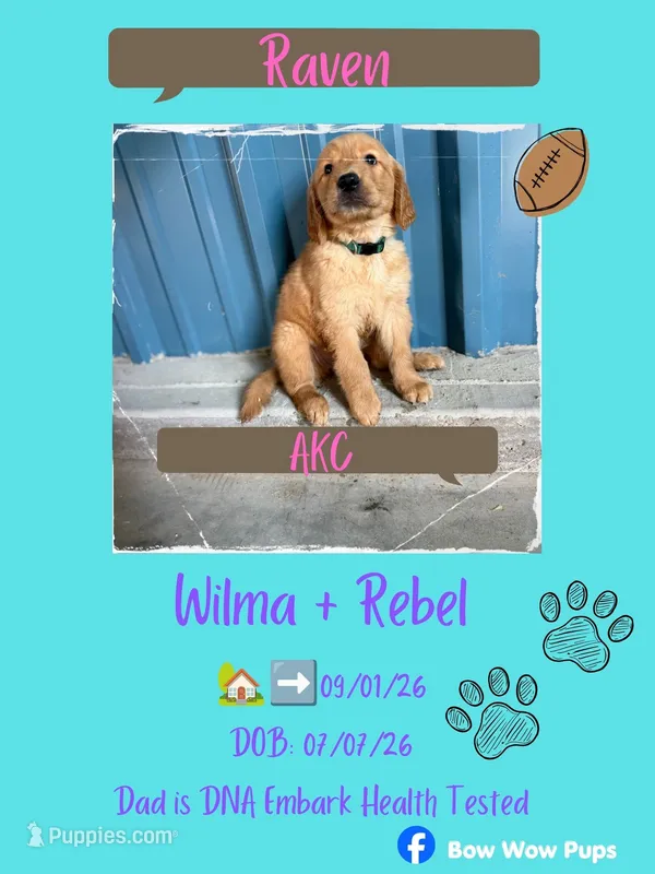 Raven-AKC - dad dna healthy tested – Golden Retriever puppy for sale in Durant, OK