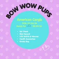 ✨Sparkle✨, a female Cardigan Welsh Corgi and Pembroke Welsh Corgi for sale in Durant, OK – 4 of 10