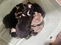 ✨Sparkle✨, a female Cardigan Welsh Corgi and Pembroke Welsh Corgi for sale in Durant, OK – 5 of 5