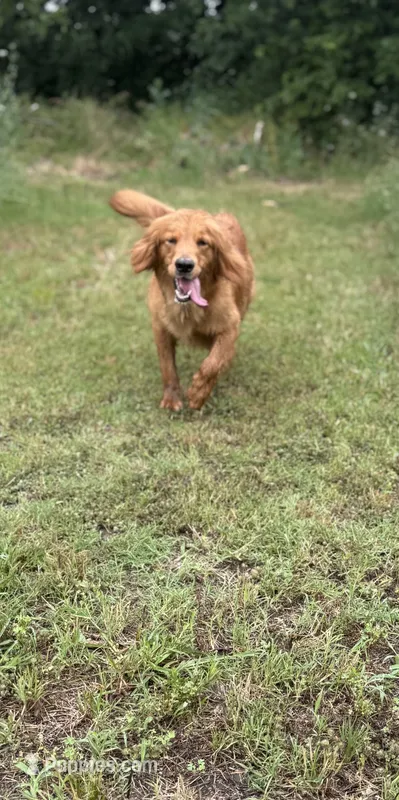 Wendy AKC Adult – Golden Retriever puppy for sale in Durant, OK