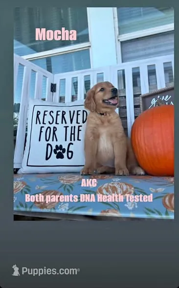 Mocha AKC- BOTH PARENTS HEALTH TESTED – Golden Retriever puppy for sale in Durant, OK