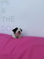 Daffodil , a female Miniature Schnauzer for sale in Durant, OK – Photo 5 of 5