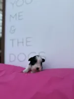 Daffodil , a female Miniature Schnauzer for sale in Durant, OK – Photo 3 of 5