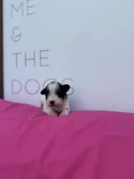 Daffodil , a female Miniature Schnauzer for sale in Durant, OK – Photo 4 of 5