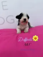 Daffodil , a female Miniature Schnauzer for sale in Durant, OK – Photo 1 of 5
