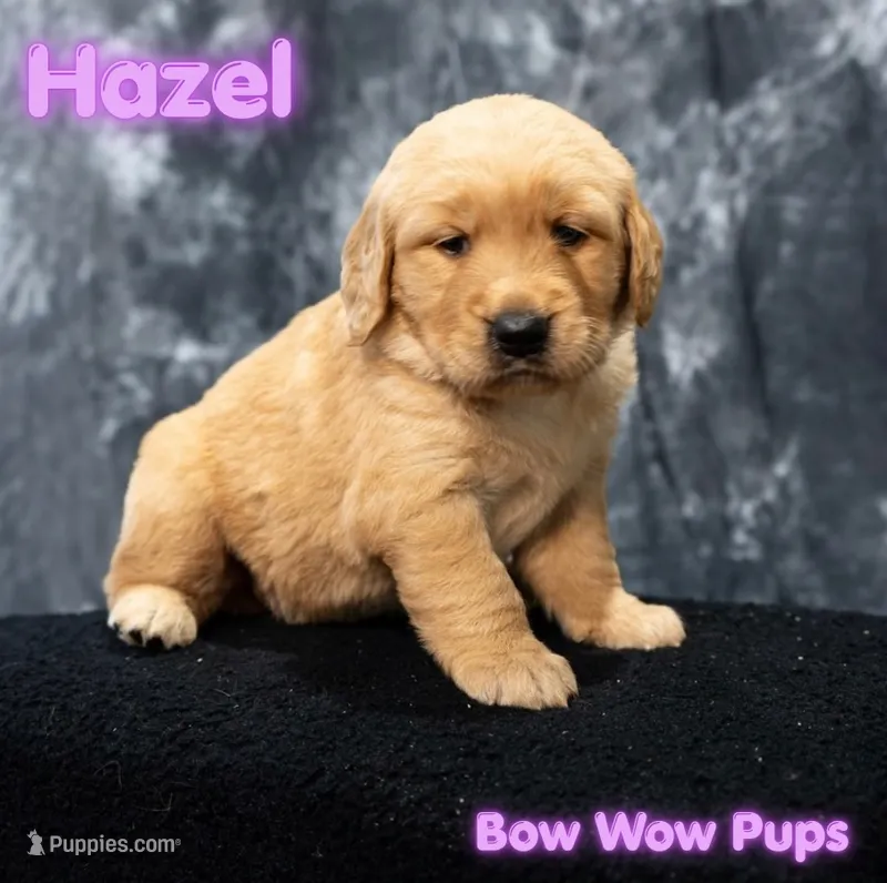 Hazel- AKC dad Health tested  – Golden Retriever puppy for sale in Durant, OK