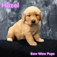 Hazel- AKC Both Parents health tested, a female Golden Retriever for sale in Durant, OK – 1 of 5