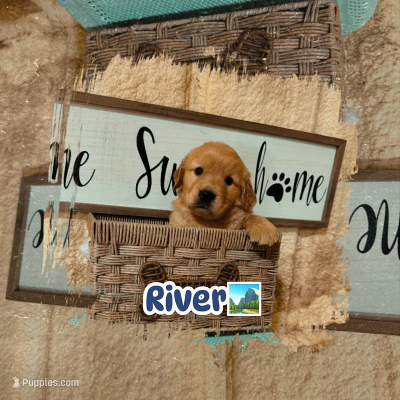River CKC – Golden Retriever puppy for sale in Durant, OK