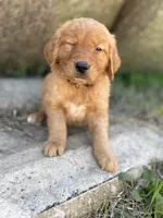 Blaze- parents health tested, a male Golden Retriever for sale in Durant, OK – Photo 2 of 8