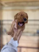 Blaze- parents health tested, a male Golden Retriever for sale in Durant, OK – Photo 6 of 8