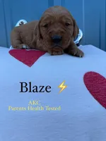 Blaze- parents health tested, a male Golden Retriever for sale in Durant, OK – Photo 5 of 8