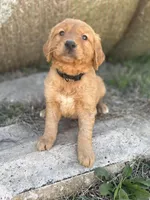Blaze- parents health tested, a male Golden Retriever for sale in Durant, OK – Photo 1 of 8