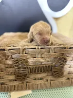 Patrick Mahomes- AKC, a male Golden Retriever for sale in Durant, OK – 1 of 4