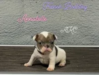 Annabelle- AKC , a female French Bulldog for sale in Durant, OK – 7 of 7