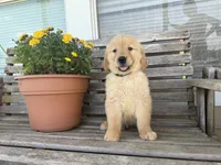 Daisy CKC, a female Golden Retriever for sale in Durant, OK – 3 of 10
