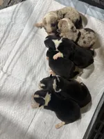 ✨Sparkle✨, a female Cardigan Welsh Corgi and Pembroke Welsh Corgi for sale in Durant, OK – 4 of 5