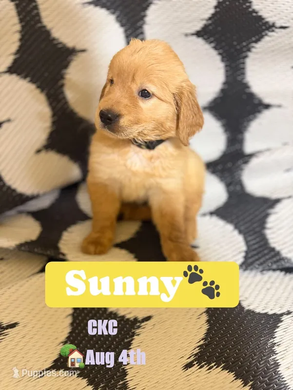 Sunny CKC – Golden Retriever puppy for sale in Durant, OK