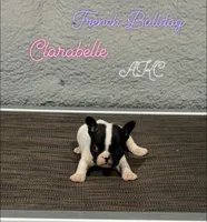 Clarabelle- AKC, a female French Bulldog for sale in Durant, OK – 5 of 5