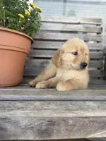 Daisy CKC, a female Golden Retriever for sale in Durant, OK – 2 of 10