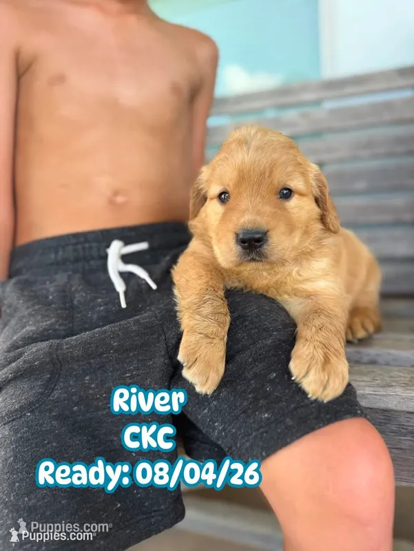 River CKC – Golden Retriever puppy for sale in Durant, OK