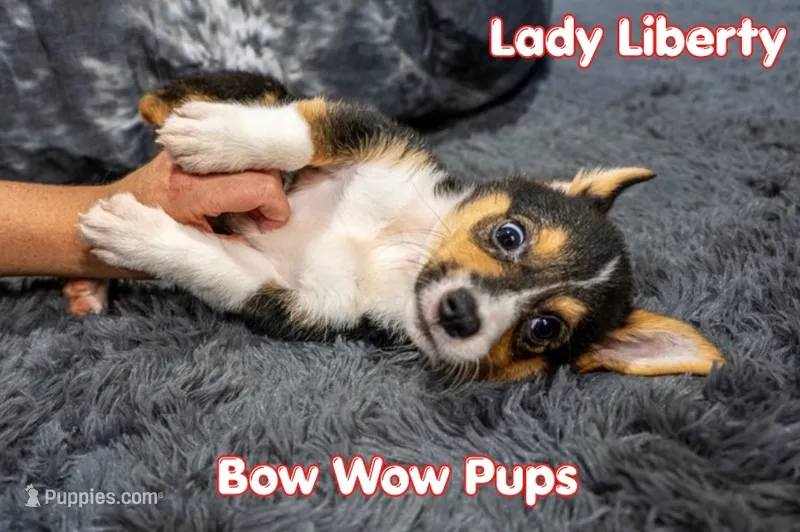 Lady Liberty- American Corgi DiScOuNtEd – Cardigan Welsh Corgi, Pembroke Welsh Corgi puppy for sale in Durant, OK