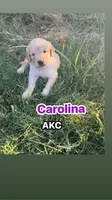 Carolina- AKC-dad DNA Health tested, a female Golden Retriever for sale in Durant, OK – 2 of 6