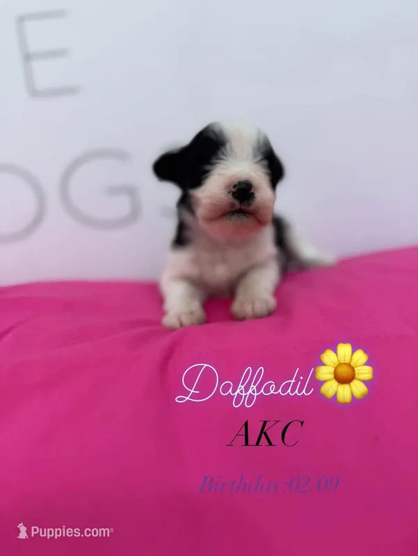 Daffodil  – Miniature Schnauzer puppy for sale in Durant, OK