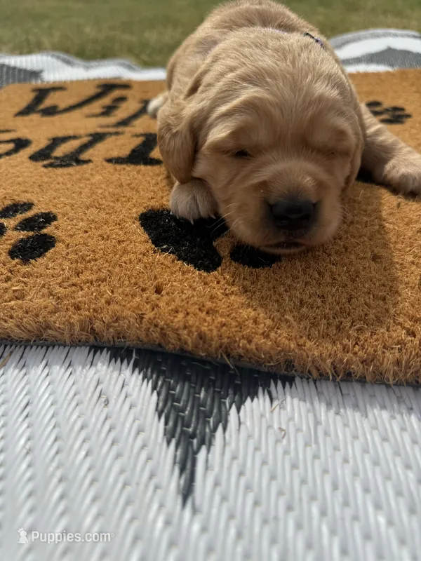 Chai- AKC- - Dad embark tested – Golden Retriever puppy for sale in Durant, OK