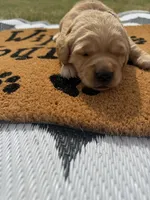 Chai- AKC- - Dad embark tested, a female Golden Retriever for sale in Durant, OK – 1 of 6