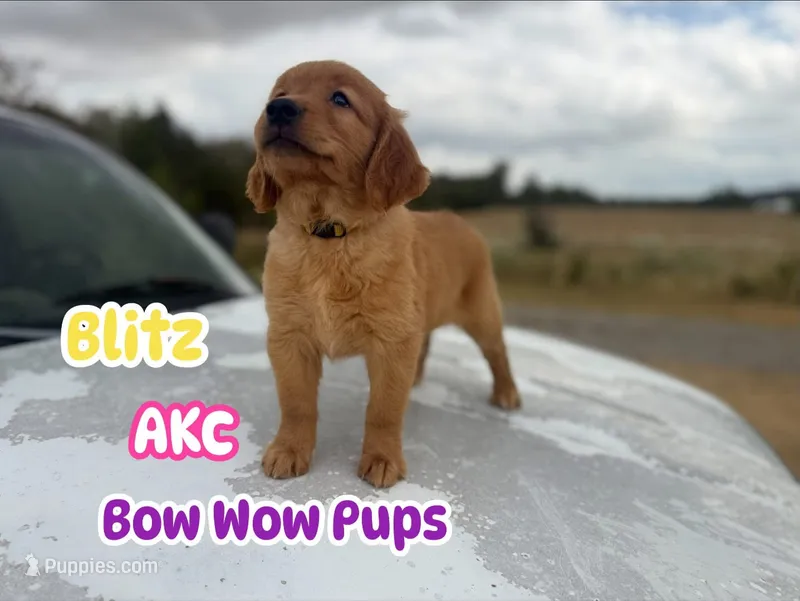 Blitz- AKC- Dad DNA tested – Golden Retriever puppy for sale in Durant, OK