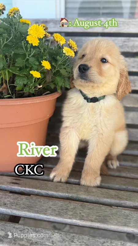 River CKC – Golden Retriever puppy for sale in Durant, OK