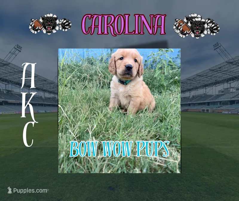 Carolina- AKC-dad DNA Health tested – Golden Retriever puppy for sale in Durant, OK