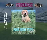 Carolina- AKC-dad DNA Health tested, a female Golden Retriever for sale in Durant, OK – 1 of 6