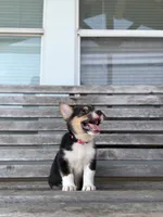 Lady Liberty- American Corgi, a female Cardigan Welsh Corgi and Pembroke Welsh Corgi for sale in Durant, OK – 3 of 10