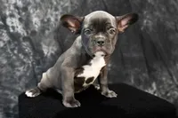 Big Bertha- AKC, a female French Bulldog for sale in Durant, OK – 2 of 10