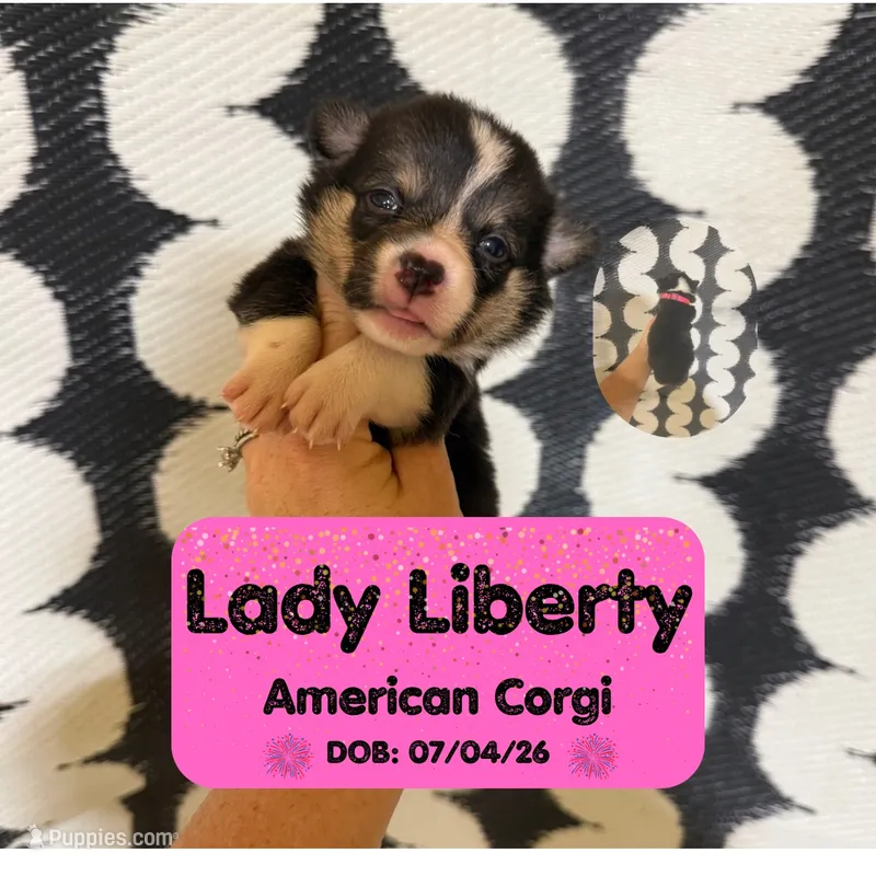 Lady Liberty- American Corgi – Cardigan Welsh Corgi, Pembroke Welsh Corgi puppy for sale in Durant, OK