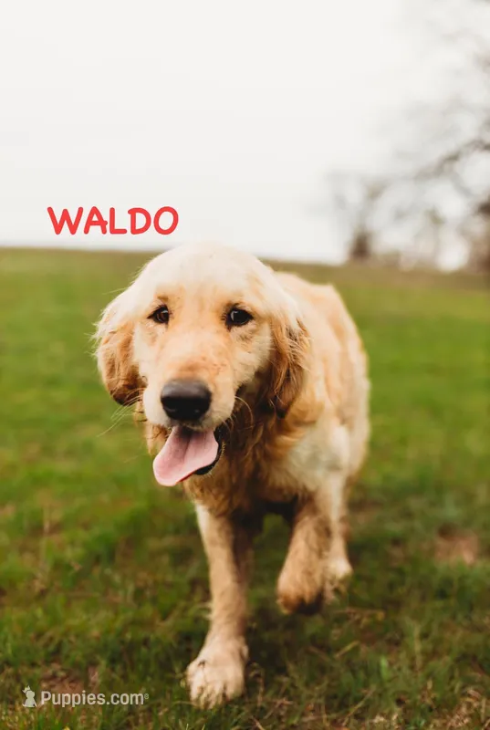 Sunny CKC – Golden Retriever puppy for sale in Durant, OK
