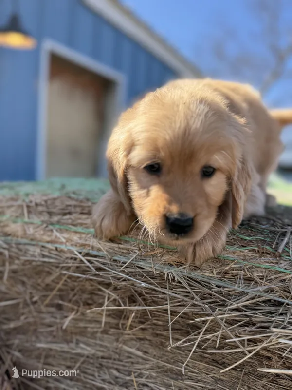 Air Bud- mom all clear