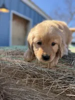 Air Bud- mom all clear, a male Golden Retriever for sale in Durant, OK – Photo 1 of 7