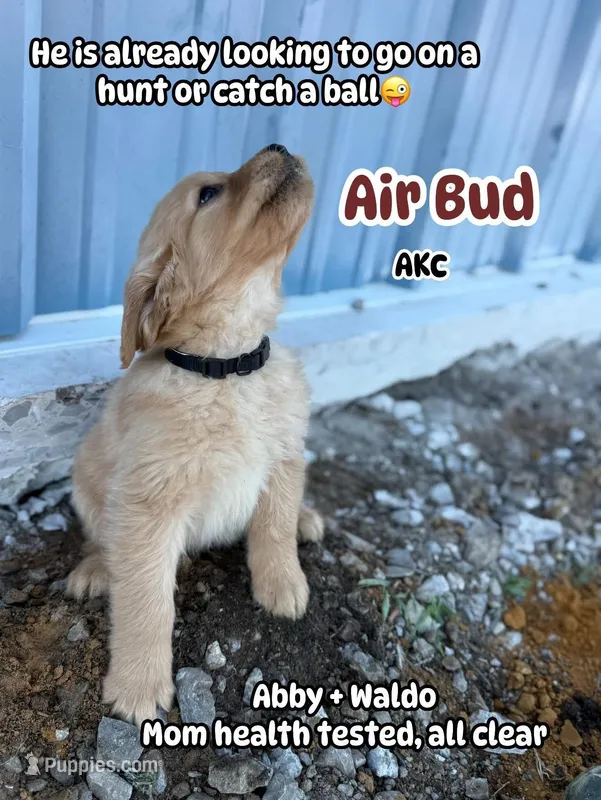 Air Bud- mom all clear