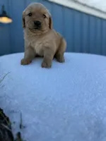 Air Bud- mom all clear, a male Golden Retriever for sale in Durant, OK – Photo 5 of 7