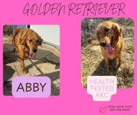 Air Bud- mom all clear, a male Golden Retriever for sale in Durant, OK – Photo 6 of 7