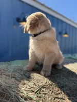 Air Bud- mom all clear, a male Golden Retriever for sale in Durant, OK – Photo 2 of 7