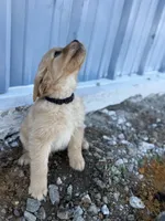 Air Bud- mom all clear, a male Golden Retriever for sale in Durant, OK – Photo 3 of 7